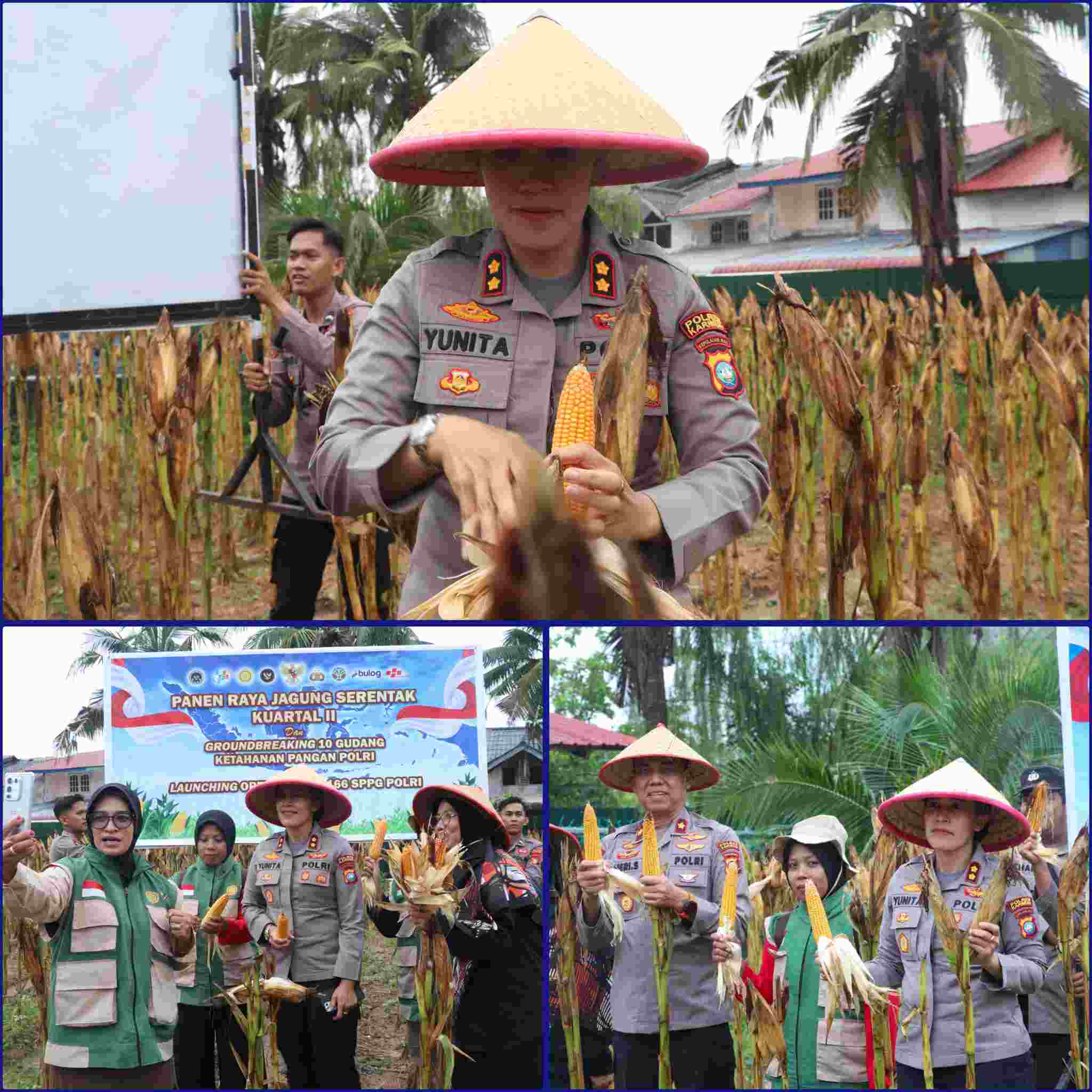 Panen Raya Jagung Serentak, Polres Karimun Dukung Ketahanan Pangan Nasional