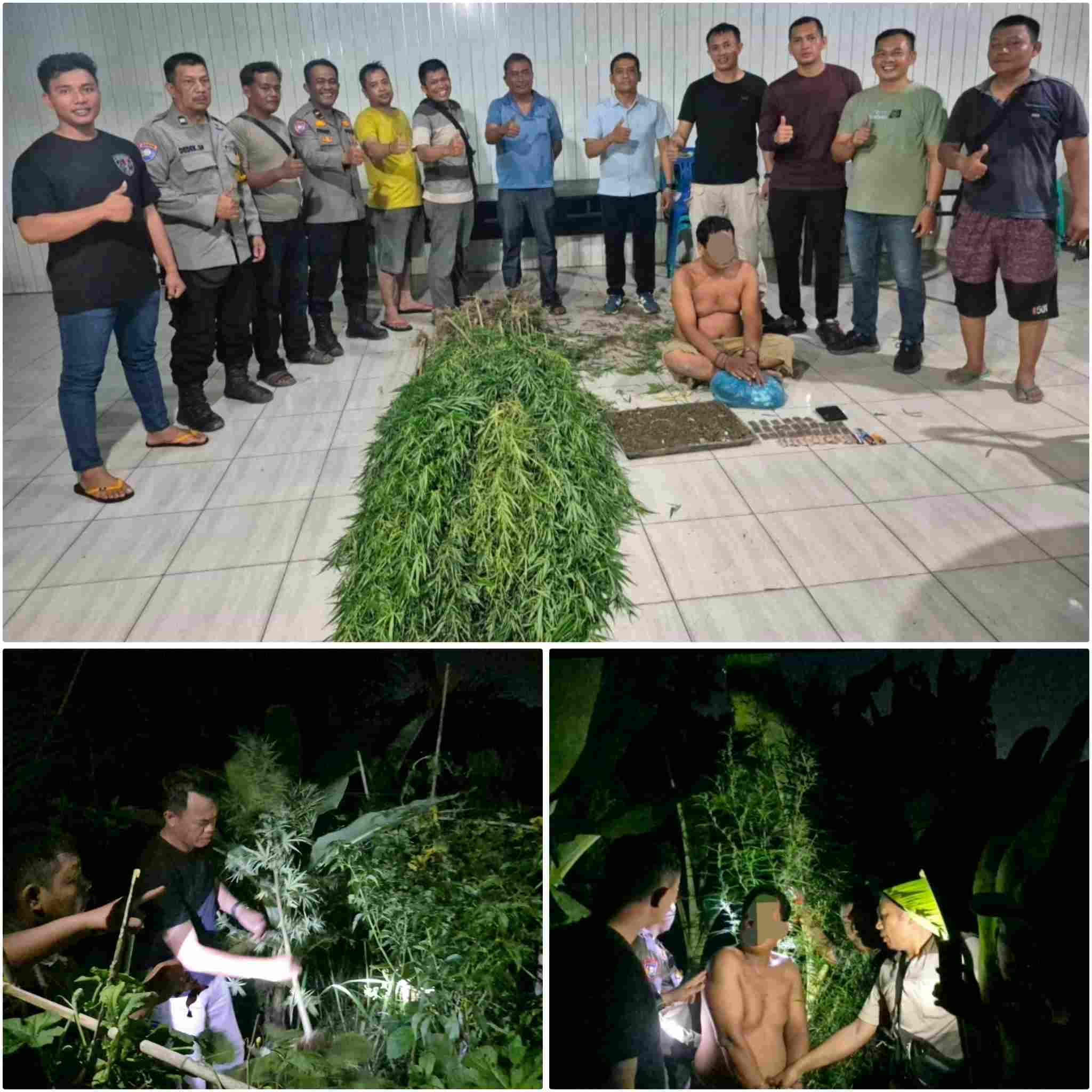 Warga Tamora Diringkus Polisi, Tidak hanya Pengedar juga Tanam Ganja
